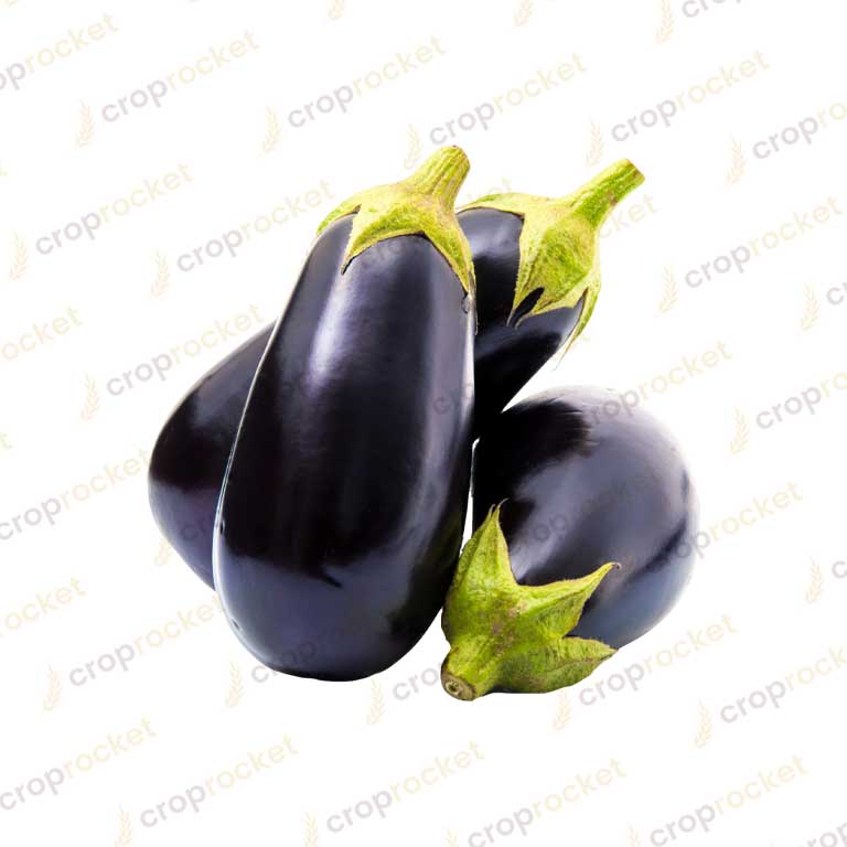 brinjal