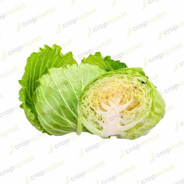 cabbage