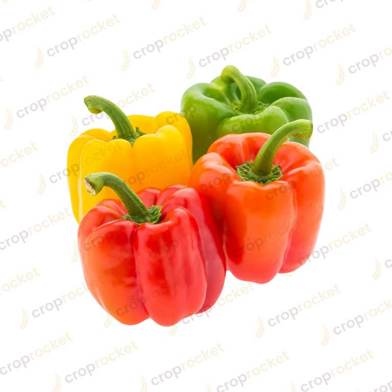 capsicum