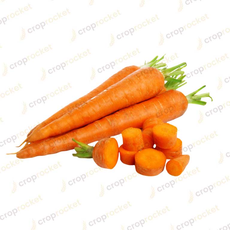 carrot