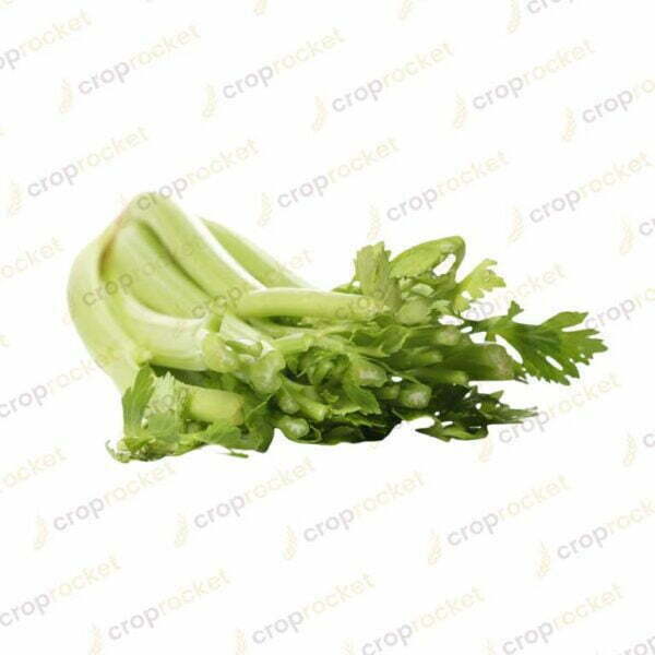 celery