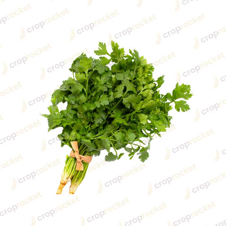 coriander leaf