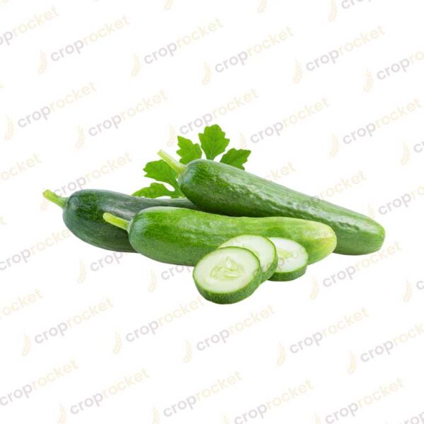 cucumber