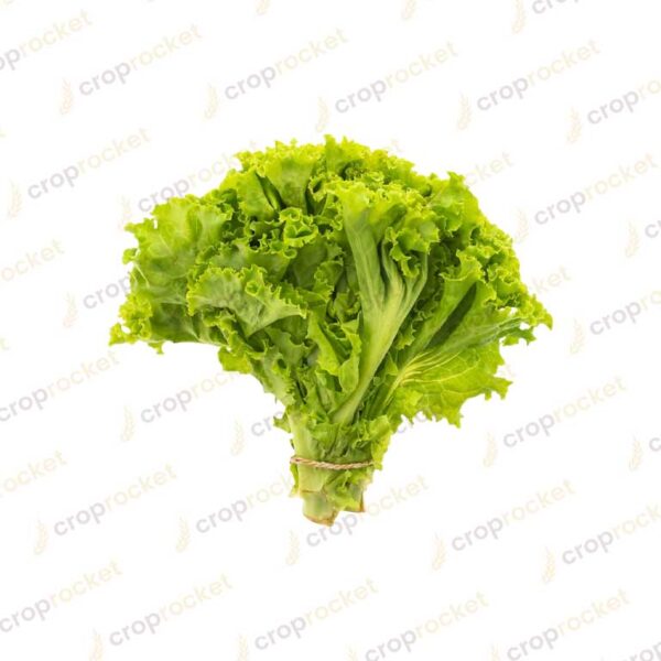 lettuce