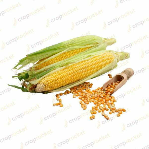 maize