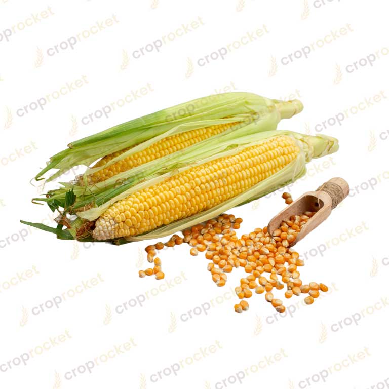 maize