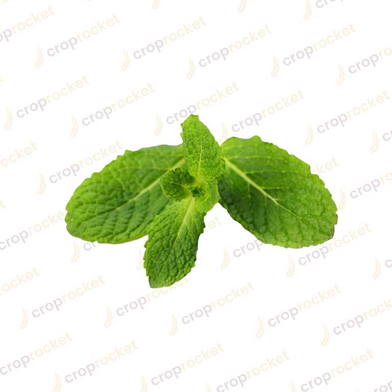 mint leaf