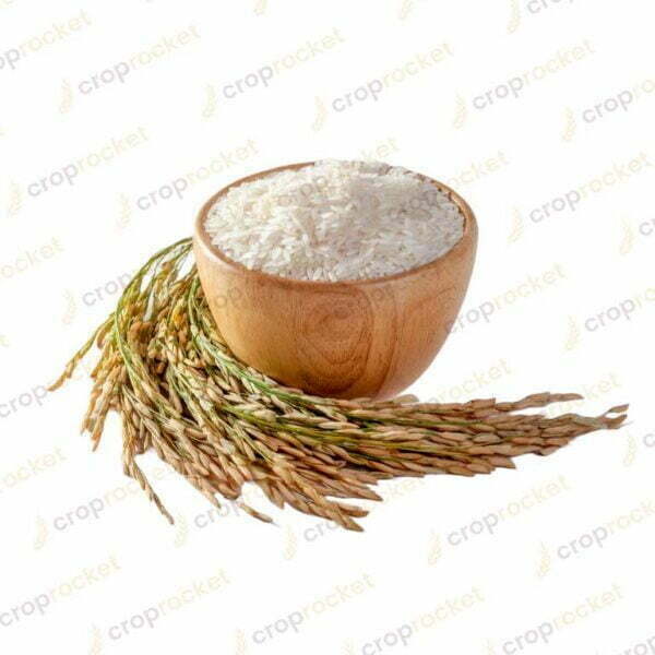 paddy rice