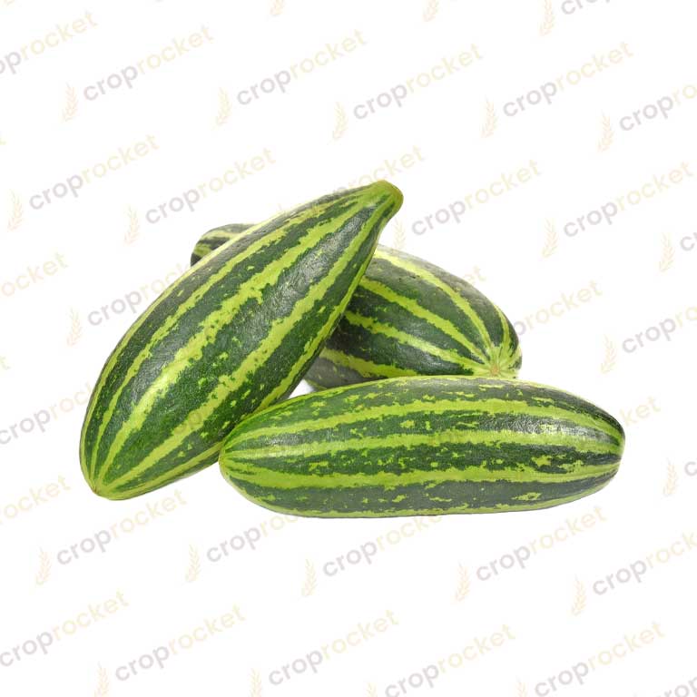 pointed gourd