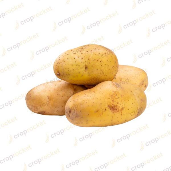 potato