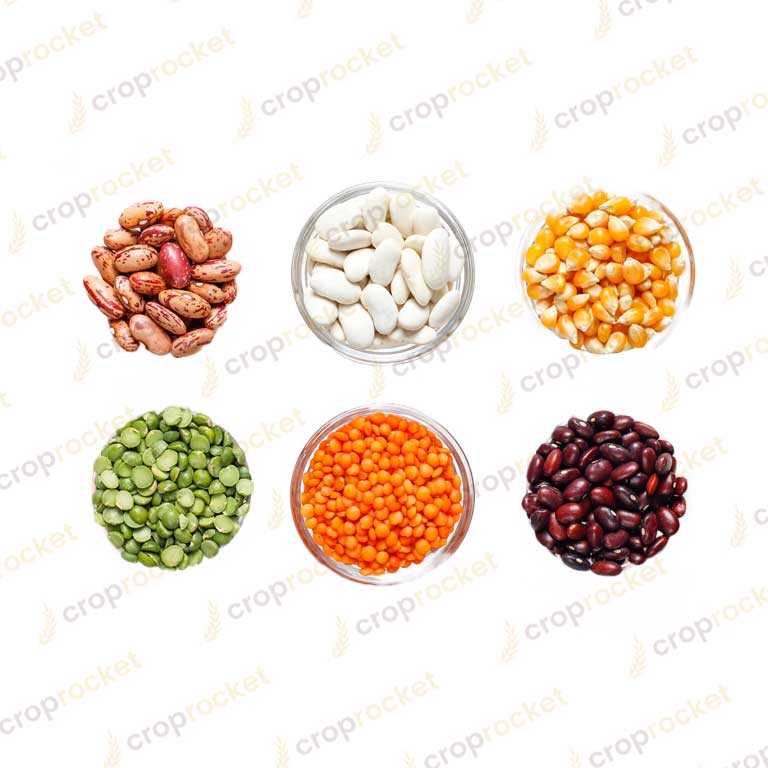 lentil, chickpea, pigeon pea, mung bean, black gram