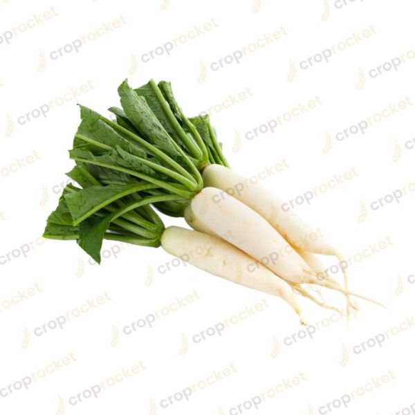 radish