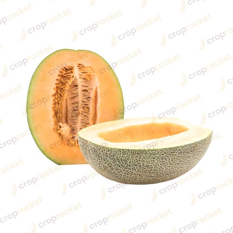 rock melon