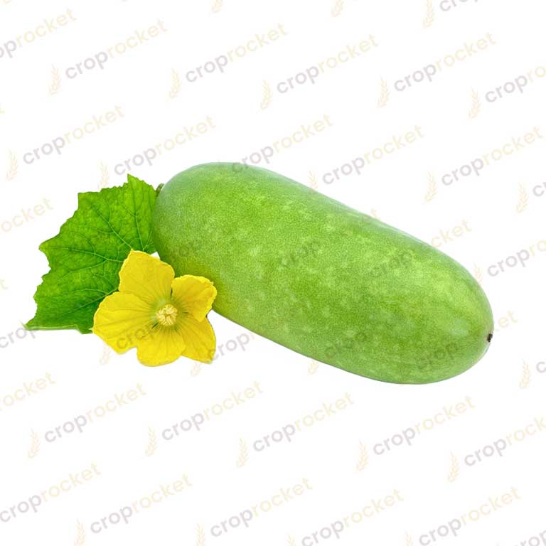 wax gourd